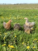Prachtige jonge tamme Bielefelder kippen hennen gesekst, Dieren en Toebehoren, Pluimvee, Vrouwelijk, Kip