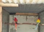 Rosellas en kakariki, Dieren en Toebehoren, Vogels | Parkieten en Papegaaien, Meerdere dieren, Parkiet, Geringd