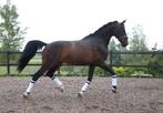 Kruising pre x kwpn tuiger ruin, Dieren en Toebehoren, Paarden, Ruin, L, 7 tot 10 jaar, Gechipt