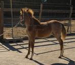 🩷 Welsh merrie 🩷, Dieren en Toebehoren, Pony's, Merrie, 3 tot 6 jaar, C pony (1.27m tot 1.37m), Met stamboom