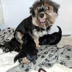 biewer yorkshire terrier pup, Dieren en Toebehoren, Yorkshire Terriër, Rabiës (hondsdolheid), Reu, 8 tot 15 weken