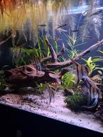 Scalare dantum maanvis school 6 stuks, Dieren en Toebehoren, Vissen | Aquariumvissen, Vis, Zoetwatervis, Schoolvis