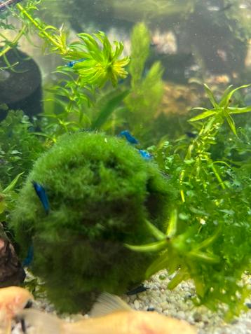 Blauwe garnalen beschikbaar voor biedingen