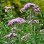 Eupatorium cannabinum - koninginnekruid inheems en gifvrij, Volle zon, Vaste plant, Zomer, Ophalen