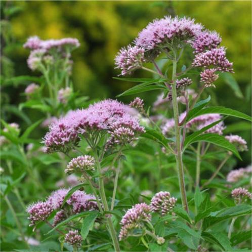 Eupatorium cannabinum - koninginnekruid inheems en gifvrij, Tuin en Terras, Planten | Tuinplanten, Vaste plant, Overige soorten