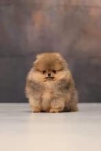 Pomeriaan pup reutje Orange Bear type – te reserveren, Keeshond, Reu, 8 tot 15 weken, Buitenland