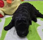 Mooie zwarte dwerg poedel pup, Dieren en Toebehoren, Poedel, 8 tot 15 weken, CDV (hondenziekte), Meerdere