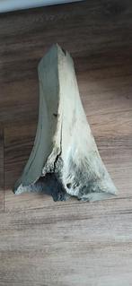 Fossiel, Verzamelen, Ophalen of Verzenden, Fossiel