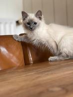 Ragdoll kittens, Dieren en Toebehoren, Katten en Kittens | Raskatten | Langhaar, Meerdere dieren, Ontwormd, 0 tot 2 jaar