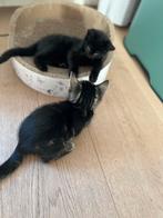 Twee kittens (+ evt uitzet), Dieren en Toebehoren, Meerdere dieren, Ontwormd, 0 tot 2 jaar