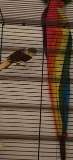 Harlekijn kanarie man 2025, Dieren en Toebehoren, Vogels | Kanaries