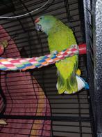 Amazone papegaai 1,5 jaar, Papegaai, Mannelijk, Tam