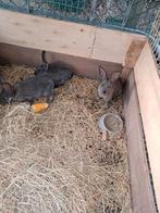 Vlaamse reus, Dieren en Toebehoren, Meerdere dieren