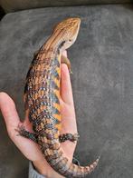 Tiliqua Scincoides Intermedia - Blauwtongskink, Dieren en Toebehoren, Reptielen en Amfibieën, Hagedis, Tam, 0 tot 2 jaar