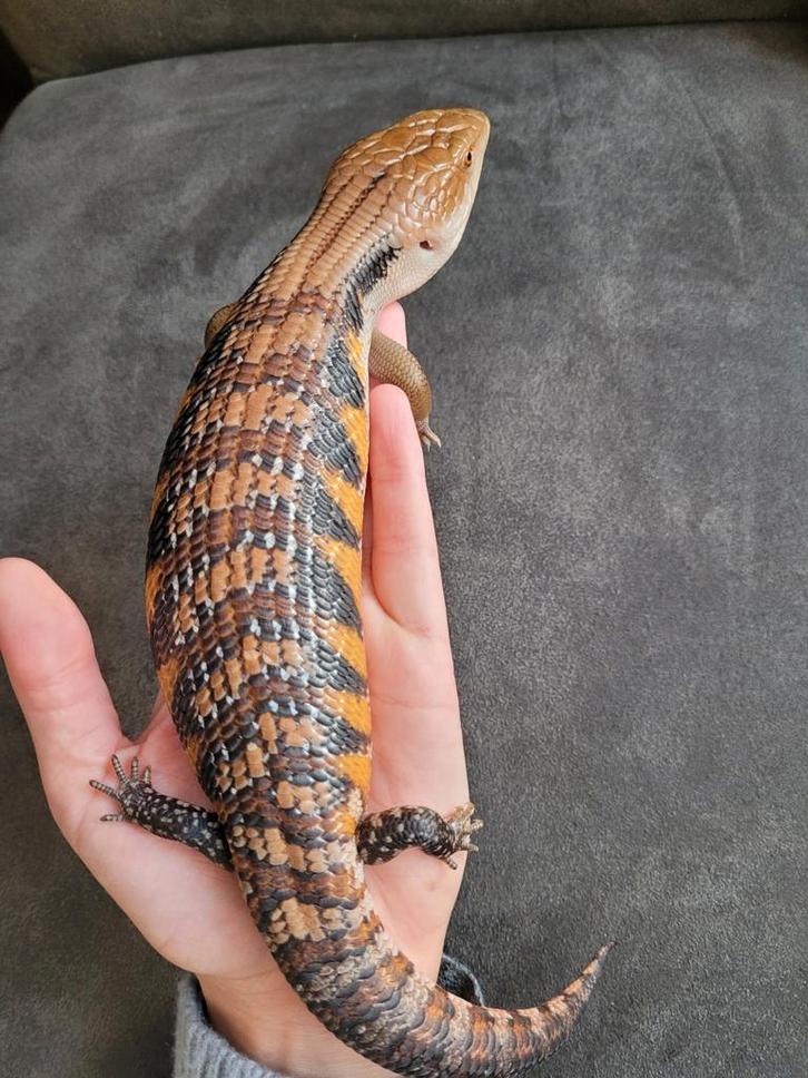 Tiliqua Scincoides Intermedia - Blauwtongskink