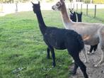 Alpaca merrie met hengstveulen, Dieren en Toebehoren, Augustus, Meerdere dieren