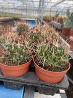 Cactus Echino Fossulocactus potmaat 9cm, Ophalen of Verzenden, Minder dan 100 cm, Bloeiende kamerplant, Volle zon