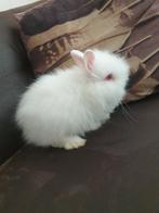 Teddy dwerg ram van 9 week, Dieren en Toebehoren, Konijnen, Mannelijk, Dwerg