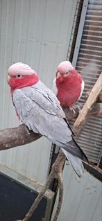 Tamme rose kaketoes, Dieren en Toebehoren, Vogels | Parkieten en Papegaaien, Meerdere dieren, Papegaai, Tam