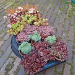 Sedum Kies & Mix, Ophalen, Zomer, Overige soorten, Volle zon
