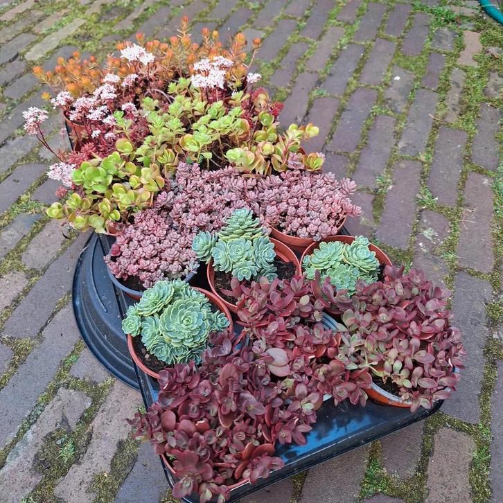 Sedum Kies & Mix, Tuin en Terras, Planten | Tuinplanten, Overige soorten, Volle zon, Zomer, Ophalen