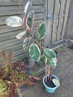 Rubber plant, Ophalen, Halfschaduw, Minder dan 100 cm