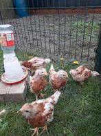 Isa Brown legkip kuikens ingeënt 6 weken oud hennen gesext, Vrouwelijk, Kip