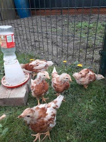 Isa Brown legkip kuikens ingeënt 6 weken oud hennen gesext beschikbaar voor biedingen