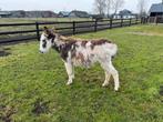 Bonte mini ezel merrie, Dieren en Toebehoren, Juni, Vrouwelijk