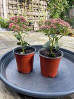 🌸🐝  Sedum spectabile Hemelsleutel vetkruid herbstfreude, Ophalen, Herfst, Volle zon