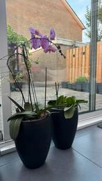 2 potten met Orchideeën, Tuin en Terras, Planten | Tuinplanten, Ophalen, Zomer