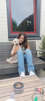 Honden uitlaatservice, Ophalen of Verzenden, Nieuw