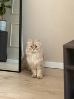Max & Mavi, Dieren en Toebehoren, Katten en Kittens | Raskatten | Langhaar, Kater