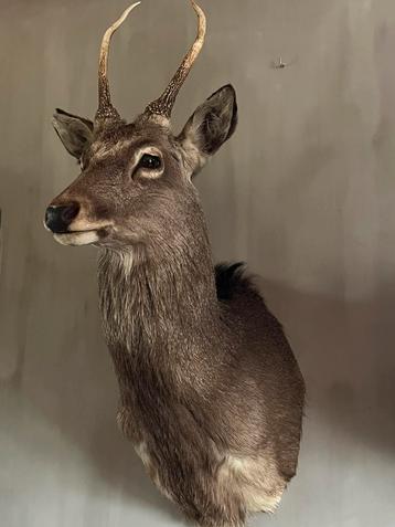 Sikahert hert opgezet opgezette taxidermie beschikbaar voor biedingen