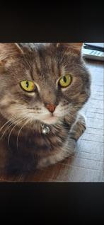 Nieuw huisje gezocht voor deze 2 lieve katten, 6 jaar of ouder