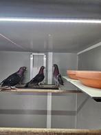 Sierduiven, Meerdere dieren, Overige soorten