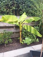 Bananen plant musa basjoo, Tuin en Terras, Planten | Tuinplanten, Ophalen, Zomer, Halfschaduw