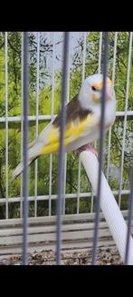 Majoor putter Egelhed Man 2023, Dieren en Toebehoren, Vogels | Overige Vogels, Mannelijk, Wildzangvogel