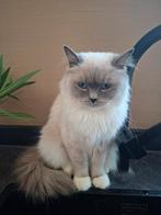 Prachtige lieve ragdoll fok poes met stamboom, Dieren en Toebehoren, Katten en Kittens | Raskatten | Langhaar, Poes, Gechipt, 3 tot 5 jaar