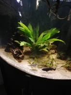 Te koop mooie hoekaquarium juwel zwart meubel ., Ophalen, Gebruikt