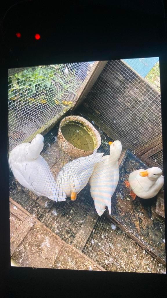 Broedeieren van 3 soorten eenden cayuga,kwaker,indischeloope, Dieren en Toebehoren, Pluimvee, Eend, Geslacht onbekend