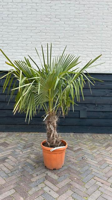 Trachycarpus Fortunei palmboom Stamhoogte 30/50 cm