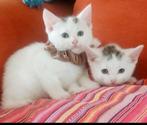 Kitten, Dieren en Toebehoren, Kater, Kortharig, 0 tot 2 jaar