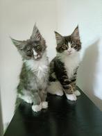Maine Coon kittens, Dieren en Toebehoren, Katten en Kittens | Raskatten | Langhaar, Meerdere dieren, Gechipt, 0 tot 2 jaar