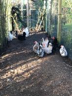 Serama kippen, Vrouwelijk, Kip