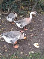 3 Chineese knobbel ganzen  50 eu alle 3 2025  06 10384616 j, Dieren en Toebehoren, Meerdere dieren, Gans of Zwaan