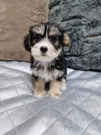 Leuke boomer pups, Nederland, CDV (hondenziekte), 8 tot 15 weken, Meerdere