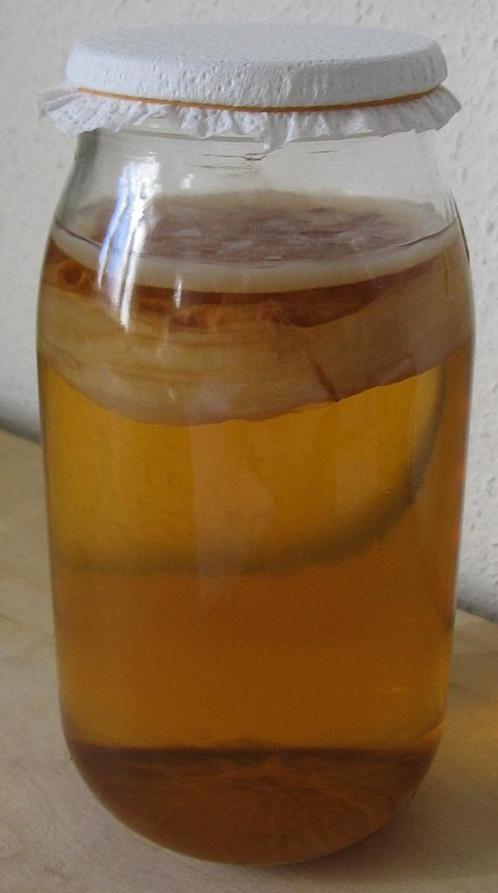 Kombuchazwam (of scobi / scoby) met startervloeistof, Diversen, Levensmiddelen, Ophalen