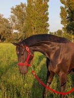 Super betrouwbare merrie van Kjento, Dieren en Toebehoren, Paarden, Merrie, Gechipt, Dressuurpaard, 3 tot 6 jaar