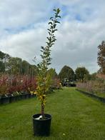Jonge Malus Sylvestris Zuilboom in Pot, Lente, 100 tot 250 cm, Zuilboom, Ophalen